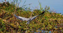 Load image into Gallery viewer, Crane flight
