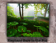 Load image into Gallery viewer, Elephant Ears in the Fog
