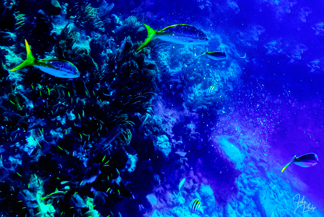 Swimming with Yellowtails